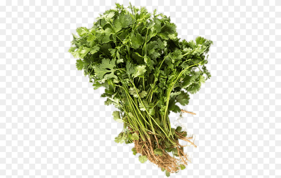 Cilantro Plank Roadmarket Coriander, Herbs, Plant, Food Png Image