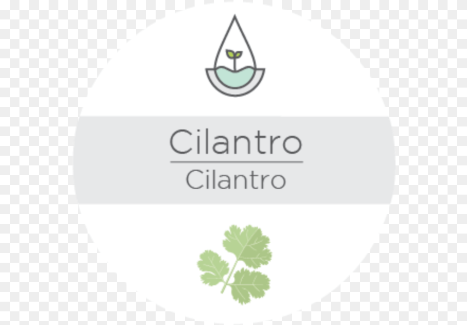 Cilantro Shamrock, Vase, Pottery, Potted Plant, Planter Free Transparent Png