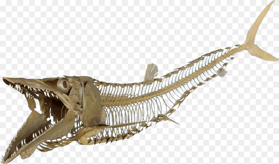 Cimolichthys Sign Cimolichthys Skeleton Fish Skeleton, Animal, Dinosaur, Reptile Png Image