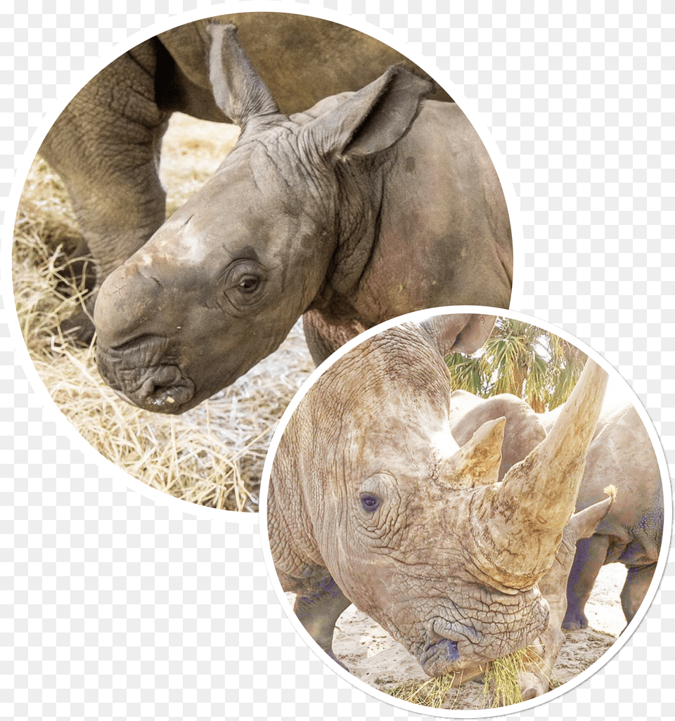 Cinco De Rhino Black Rhinoceros, Animal, Mammal, Wildlife, Elephant Free Transparent Png