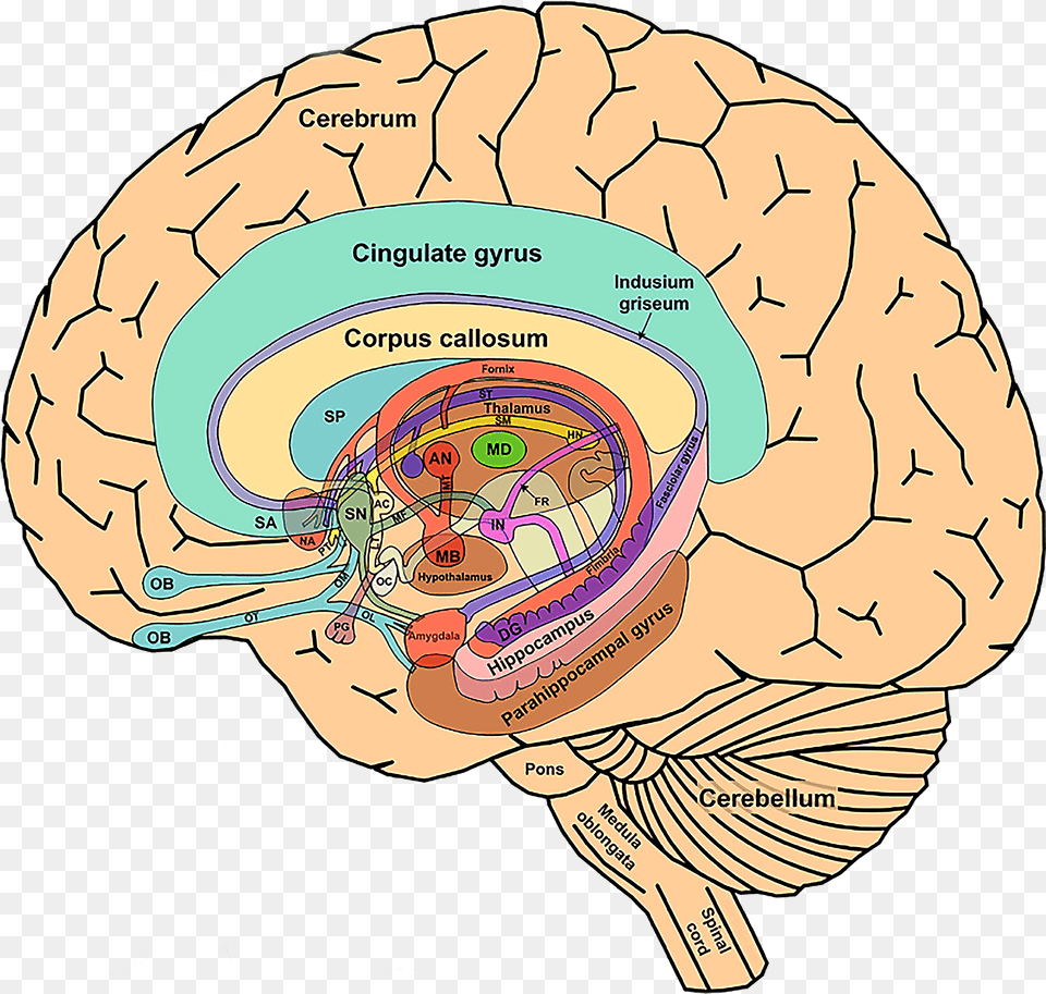 Cingulate Gyrus Of Brain, Person, Diagram Free Png