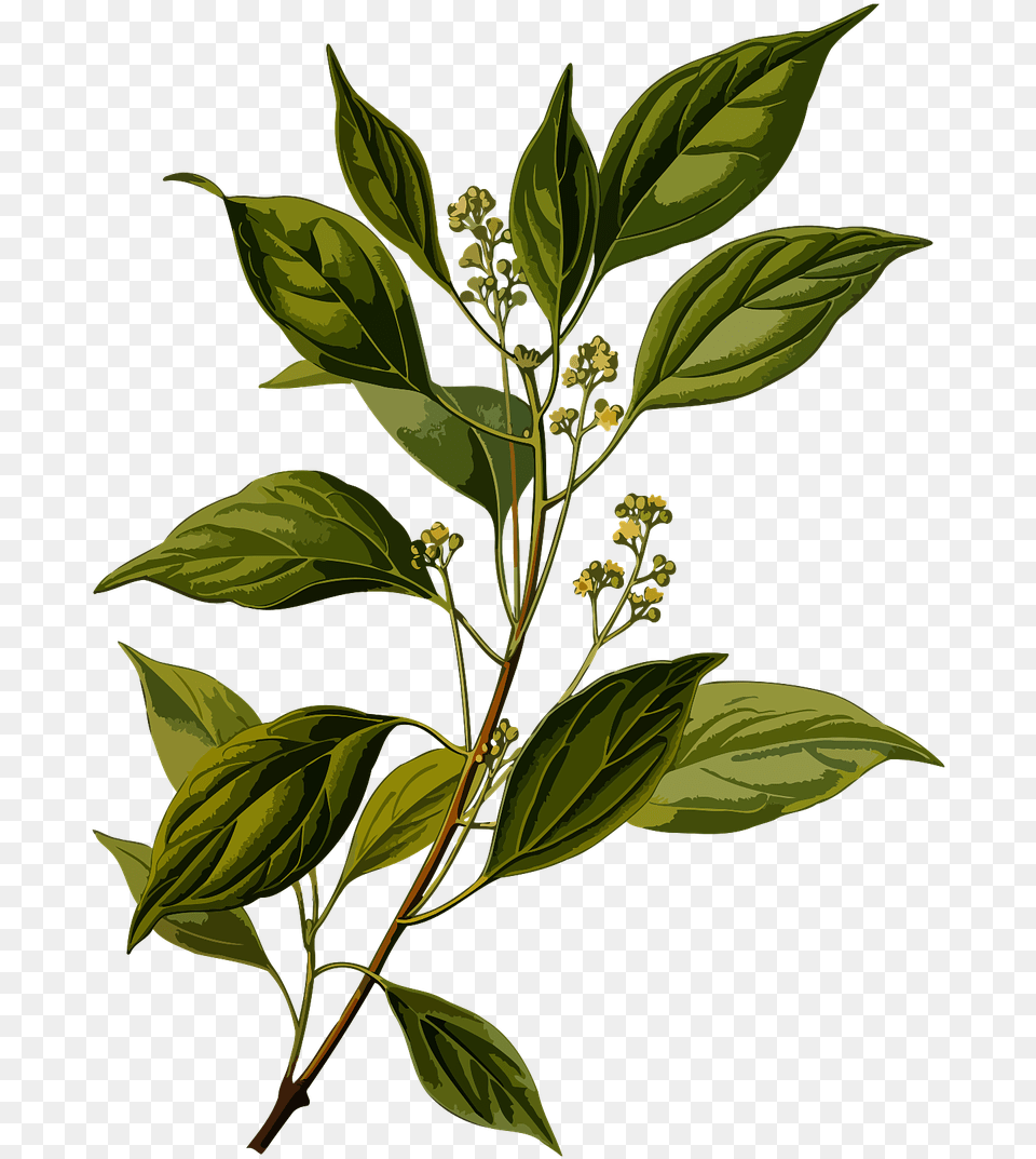 Cinnamomum Camphora Botanical Illustration, Acanthaceae, Plant, Leaf, Herbs Png