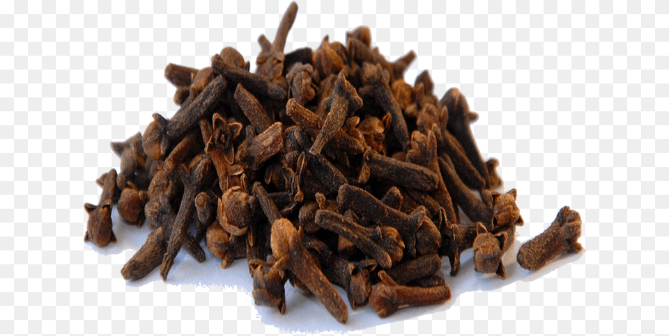 Cinnamon Vector Clove Cloves Hd Transparent Background, Food, Animal, Bear, Mammal Png Image