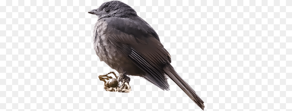 Cinnamon Vented Piha American Crow, Animal, Bird, Blackbird, Beak Free Png
