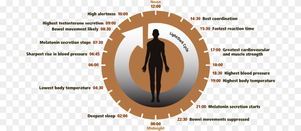 Circadian Clock Circadian Code, Adult, Male, Man, Person Free Png