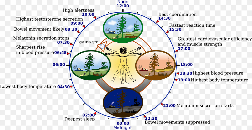 Circadian Rhythm, Outdoors, Nature, Night, Person Free Png