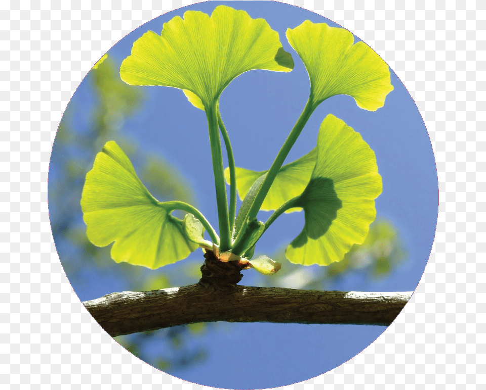 Circel Ginkgo Biloba Living Fossil Ginkgo Biloba, Flower, Geranium, Leaf, Plant Png Image
