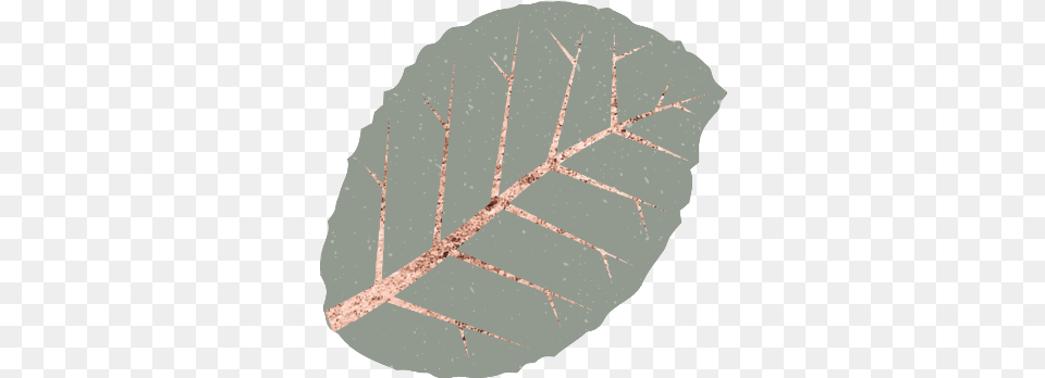 Circle, Leaf, Plant, Rock, Person Free Png