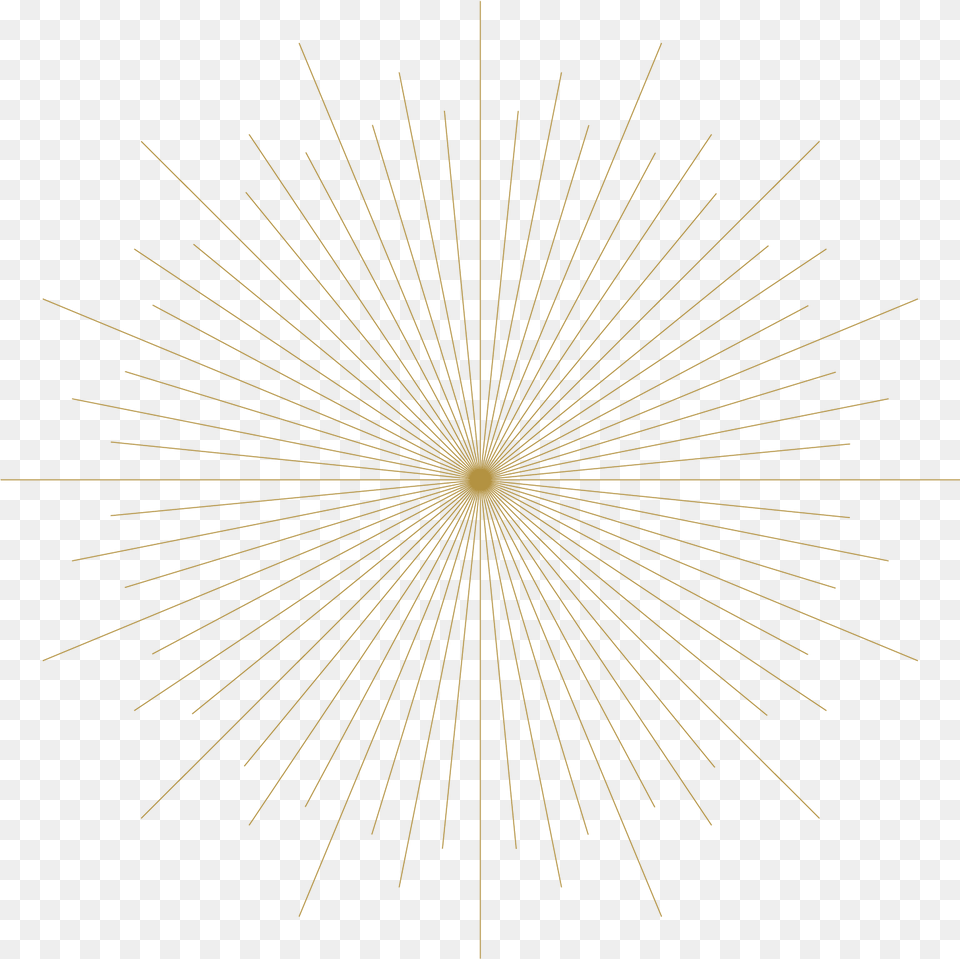 Circle, Fireworks, Flare, Light, Plant Free Transparent Png