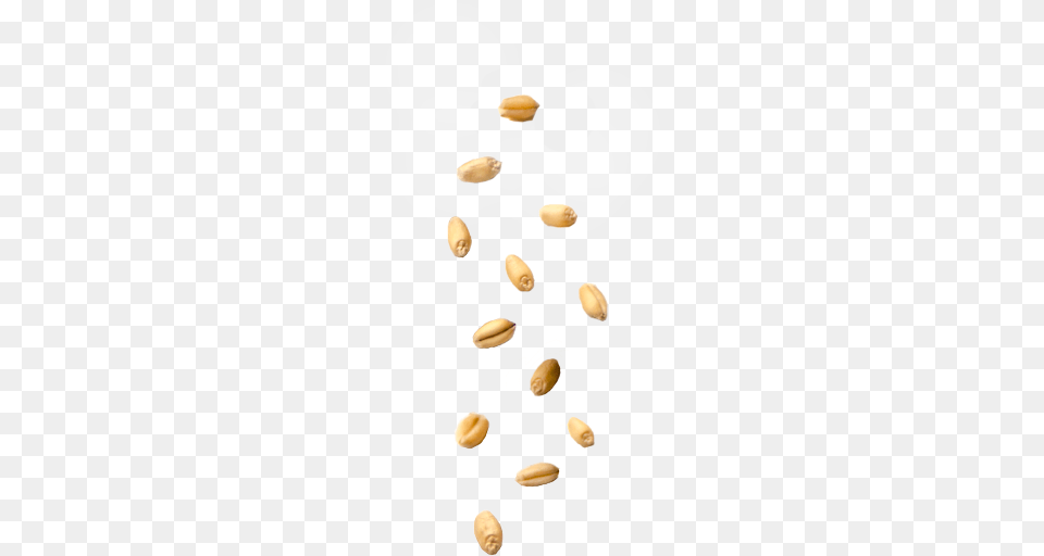 Circle, Food, Nut, Plant, Produce Free Transparent Png