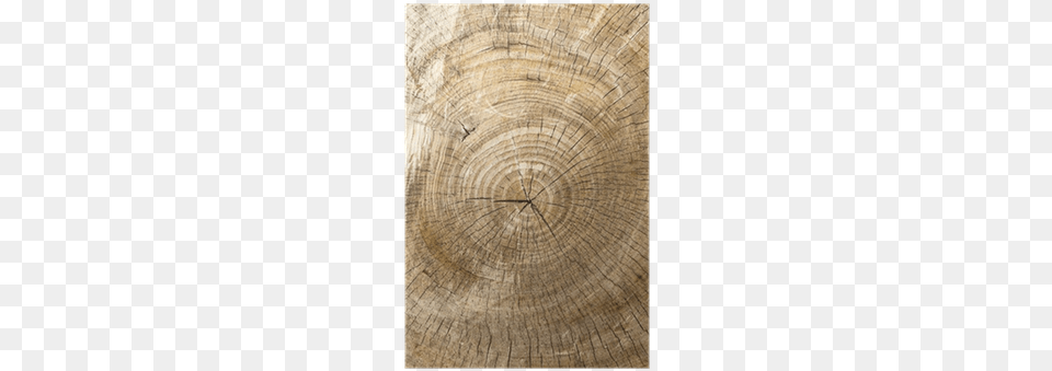 Circle, Lumber, Plant, Tree, Wood Free Png