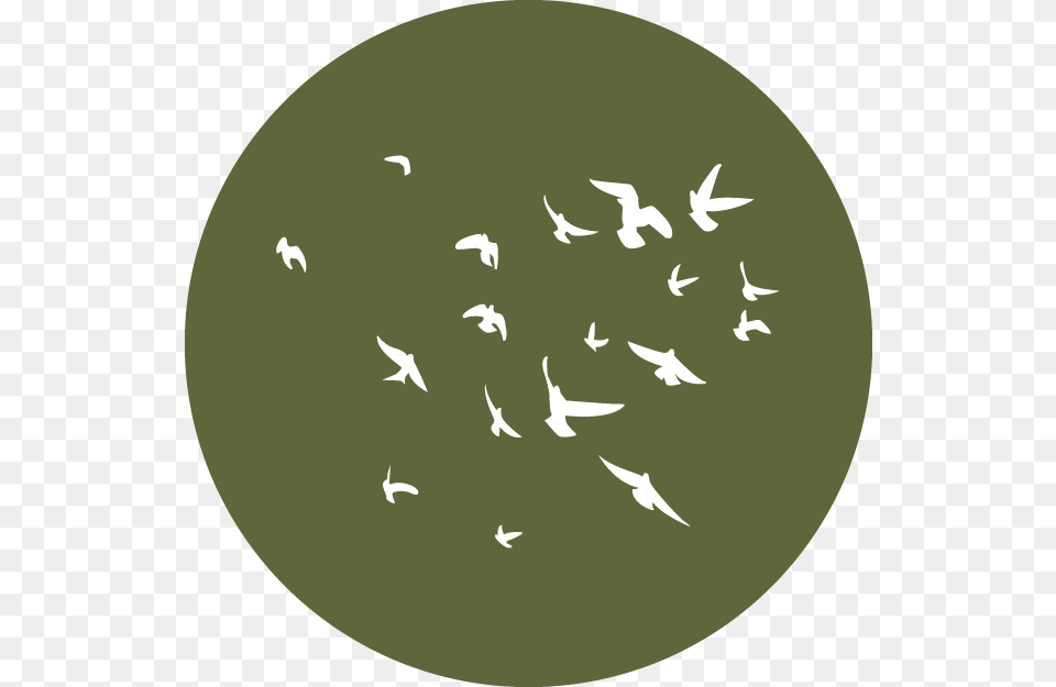 Circle, Animal, Flock Png Image