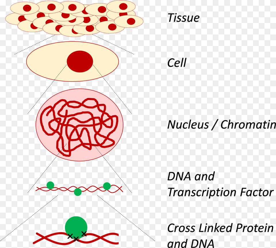 Circle Free Png Download