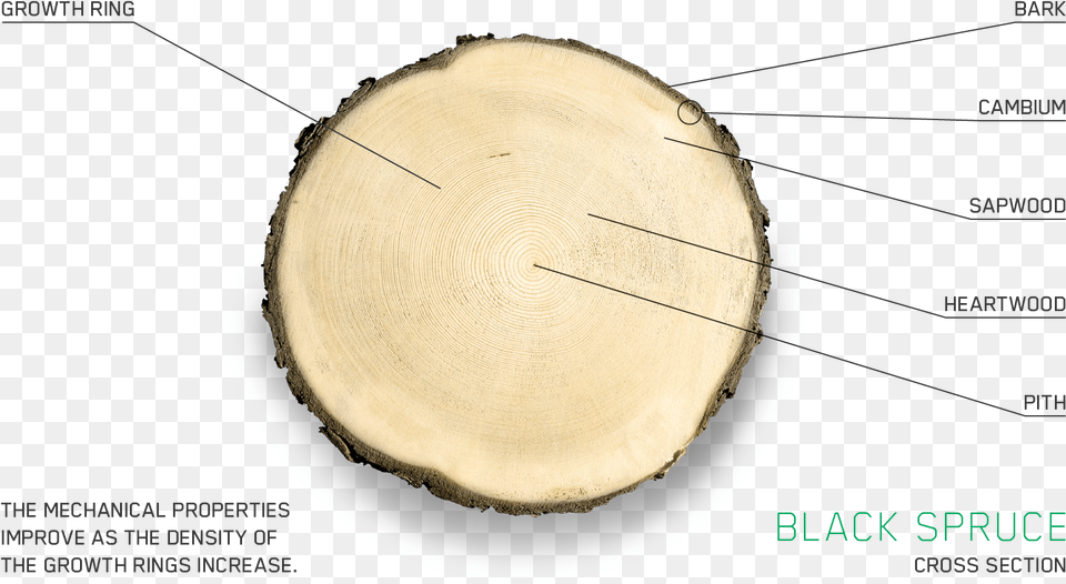 Circle, Lumber, Plant, Tree, Wood Png Image