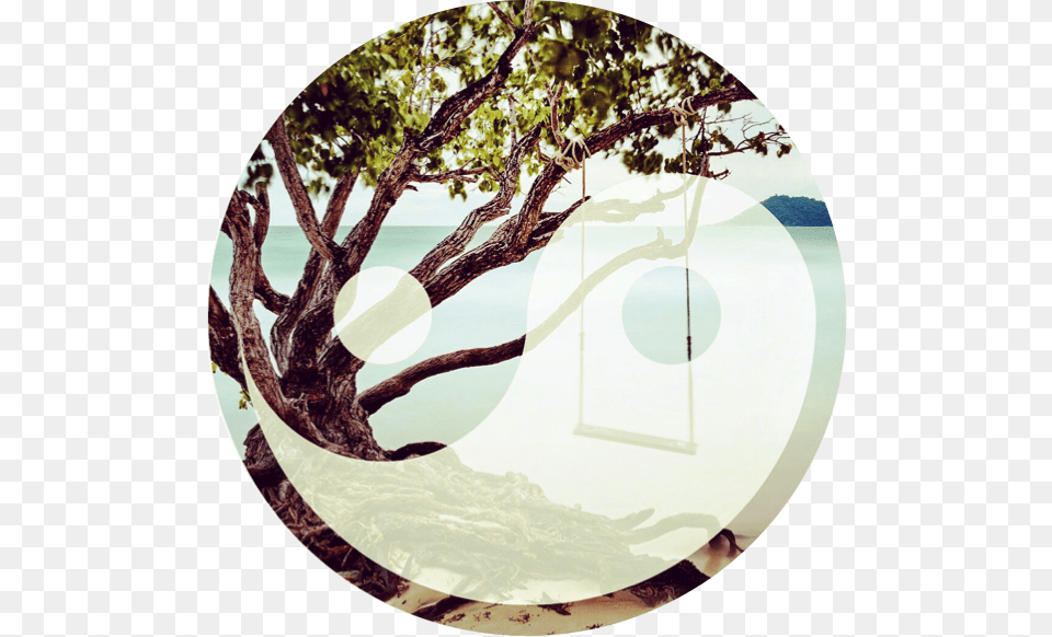 Circle, Photography, Plant, Tree, Window Free Transparent Png