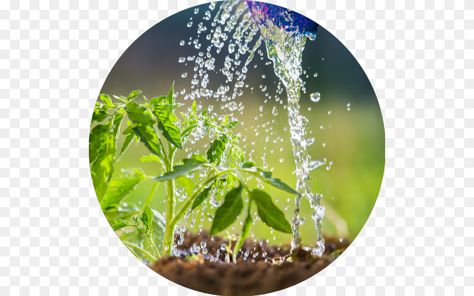 Circle, Leaf, Plant, Herbs, Water Free Transparent Png