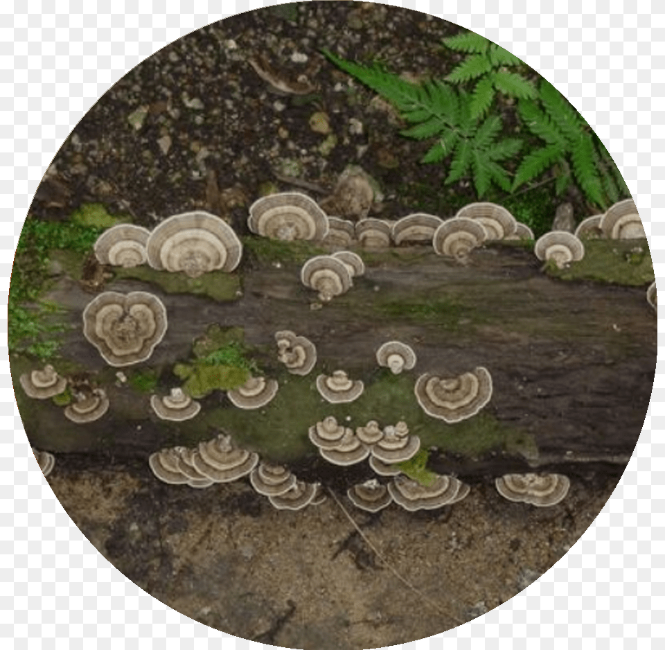 Circle, Fungus, Plant, Agaric, Mushroom Png Image