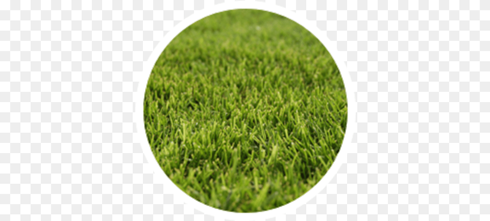 Circle, Grass, Lawn, Plant Png