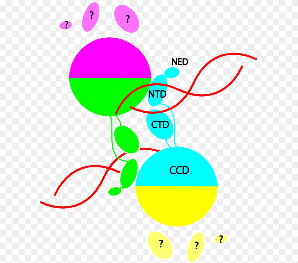 Circle Free Png
