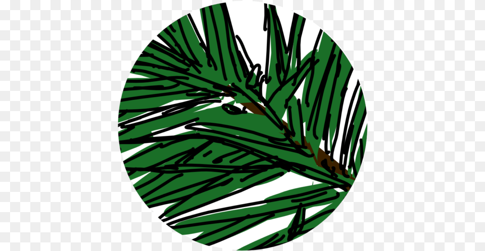 Circle, Fir, Pine, Plant, Tree Png Image