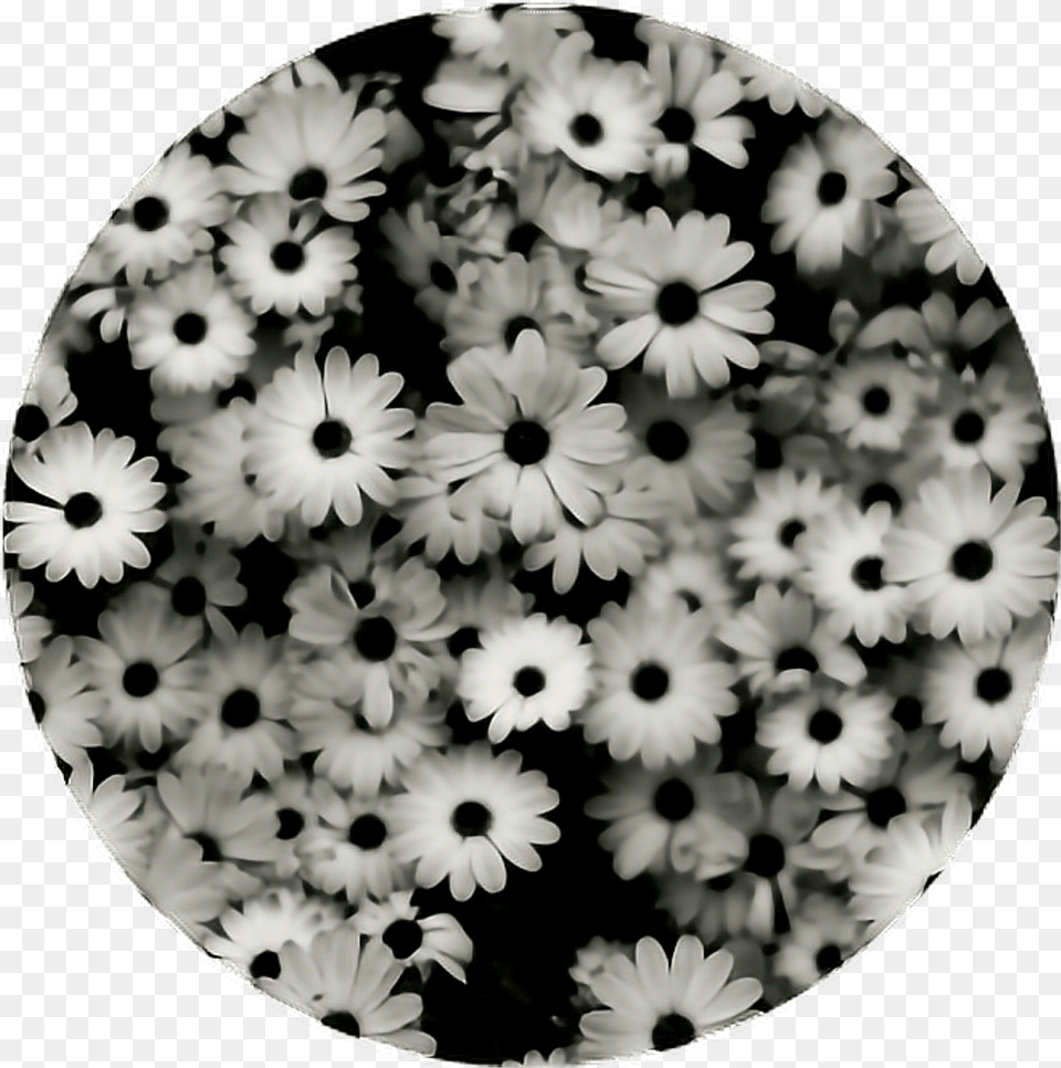 Circle Aesthetic Flower Flowers Blackandwhite Daisy Black And White Roses Desktop, Petal, Plant, Anemone Png Image