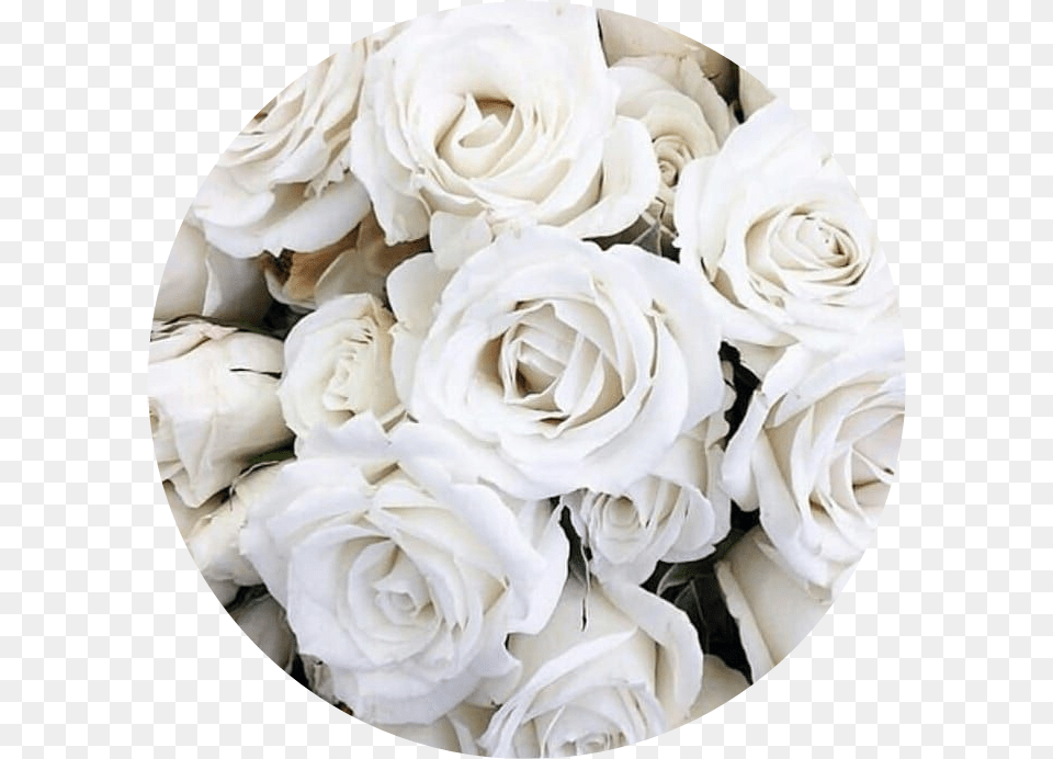 Circle Aesthetic White Rose Roses Flower Flowers Aesthetic White Flowers, Flower Arrangement, Flower Bouquet, Petal, Photography Png Image