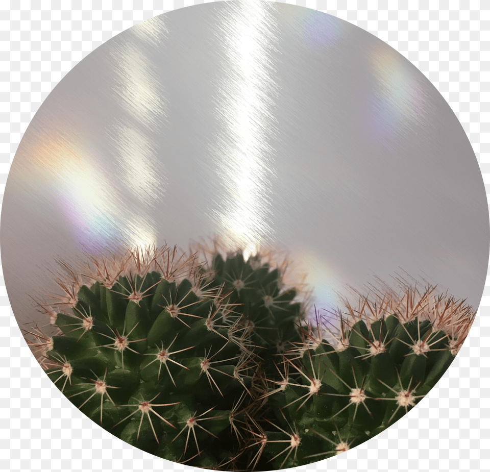 Circle Background Cactus Rainbow Tumblr Cactus Cactus Free Png Download