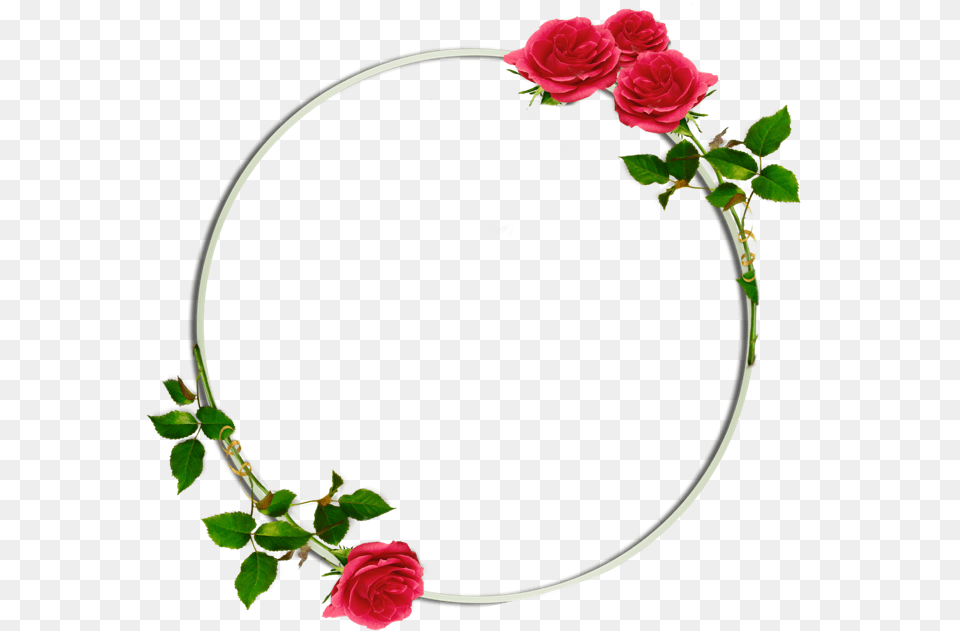 Circle Background Floral Flowers Roses Rose Redrose, Flower, Plant, Flower Arrangement, Petal Free Png