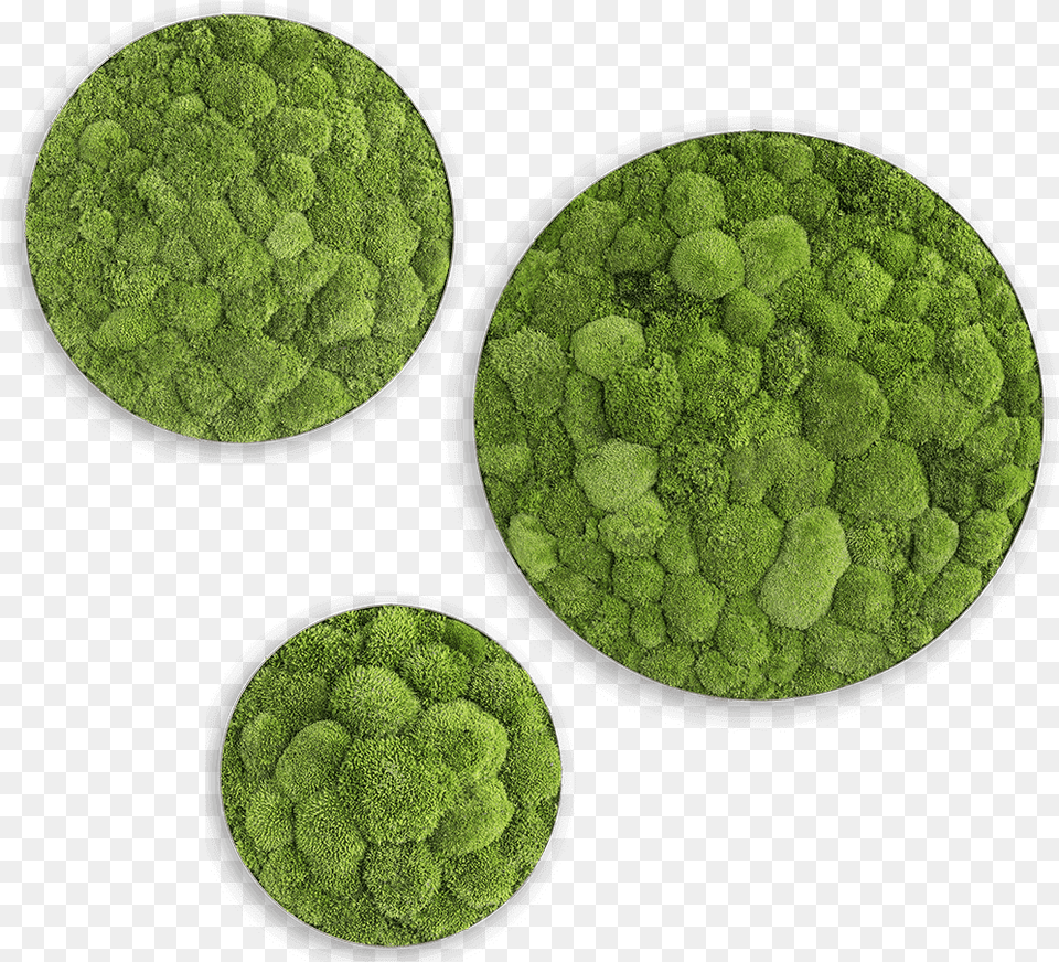 Circle Frame Moss, Algae, Plant, Sphere, Pattern Free Png Download