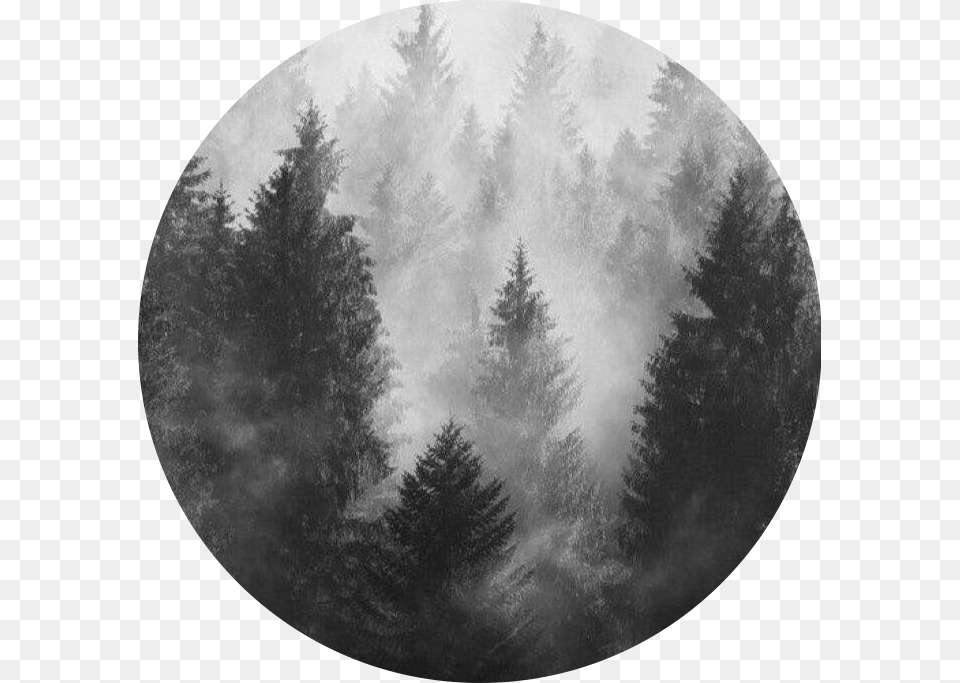 Circle Grey Aesthetic Freetoedit Black And Grey Aesthetic Forest, Weather, Tree, Plant, Nature Png