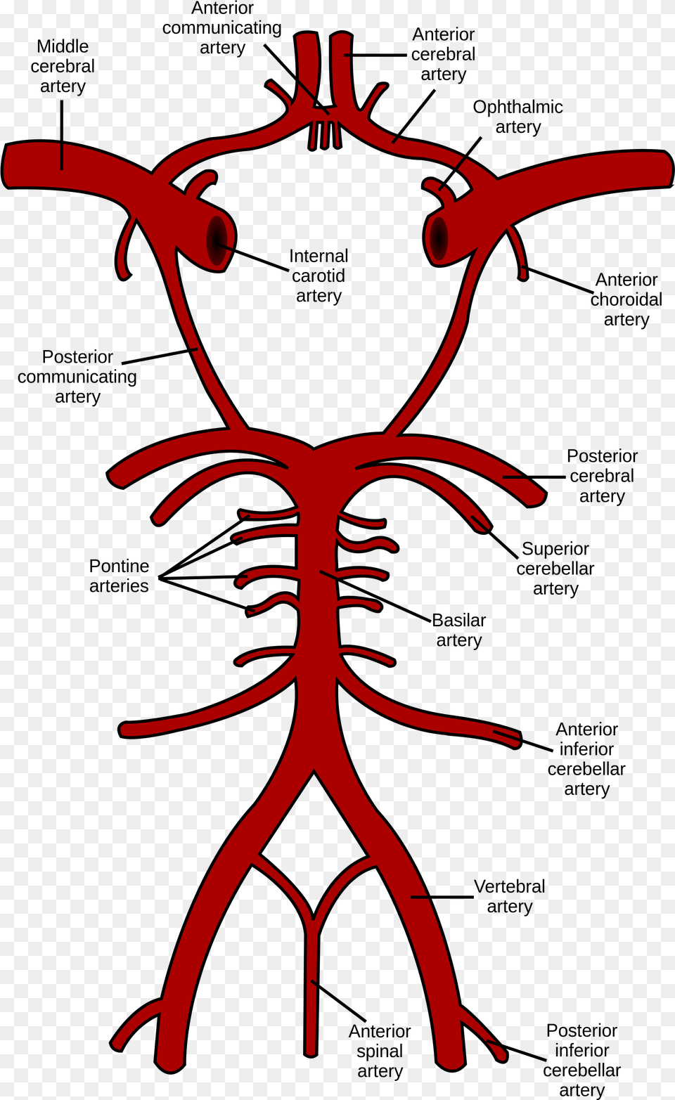 Circle Of Willis, Bow, Weapon Png