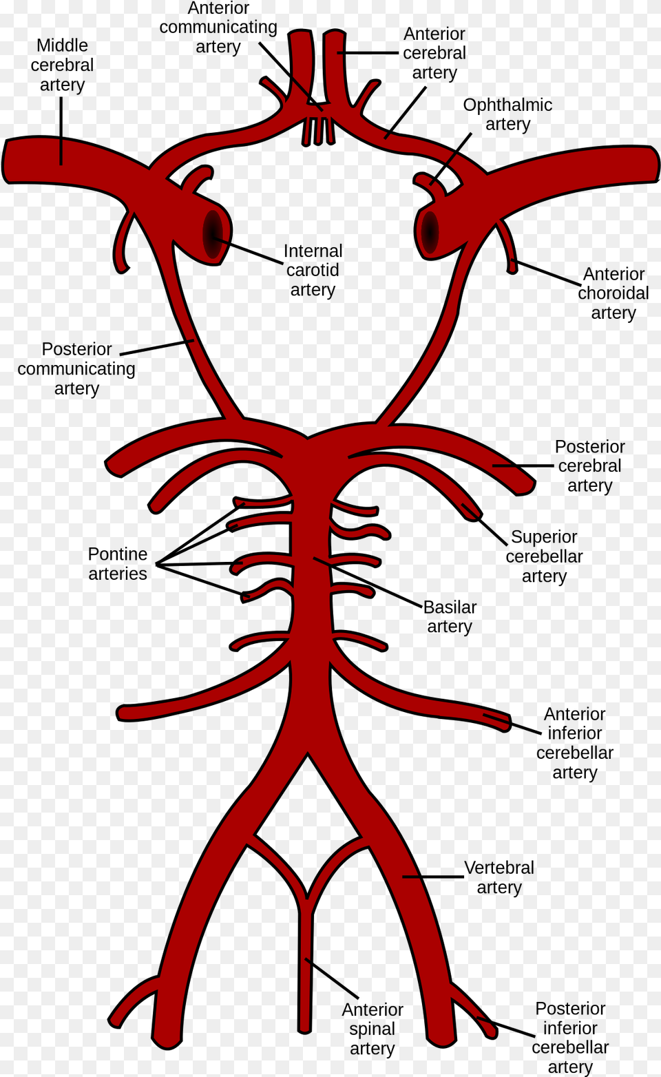 Circle Of Willis Wikipedia Circle Of Willis Labeled, Bow, Weapon Free Png Download