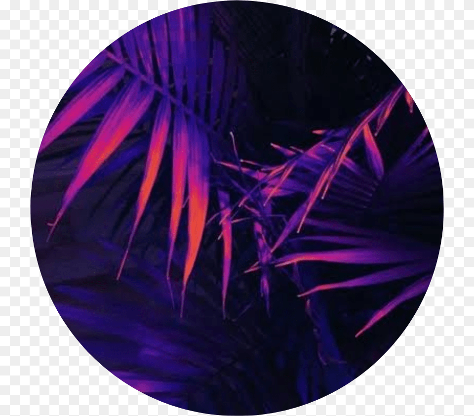 Circle Palmtree Purple Blue Orange Yellow Neon Pretty Backgrounds Purple Aesthetic, Night, Outdoors, Nature, Plant Free Png Download