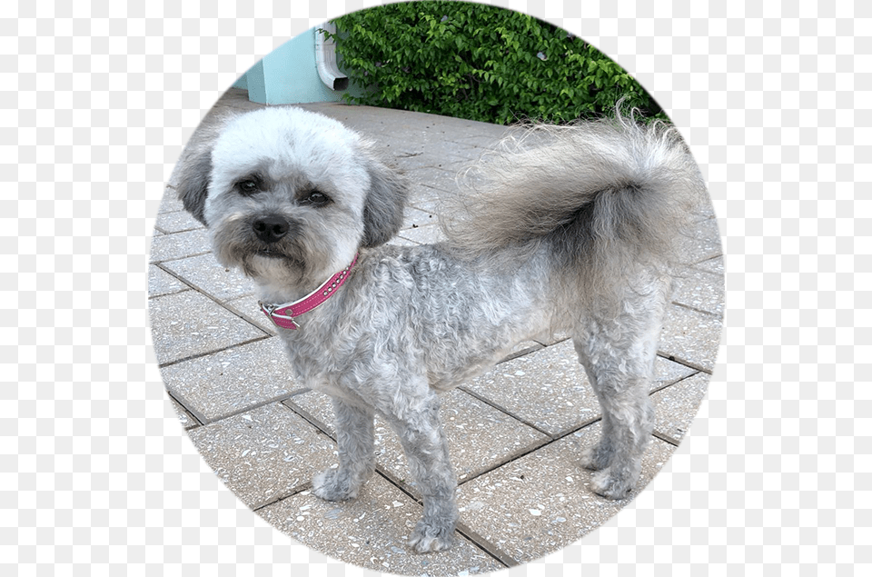 Circle Rosie Companion Dog, Animal, Canine, Mammal, Pet Free Png