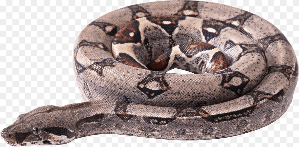 Circle Snake, Animal, Reptile, Anaconda Free Png Download