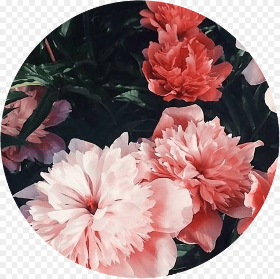 Circle Sticker Circulo, Dahlia, Flower, Petal, Photography Png