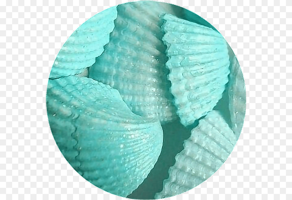 Circle Tumblr Aesthetic Remixit Overlaybackgroud Blue Aesthetic Shells, Animal, Seafood, Sea Life, Seashell Free Png