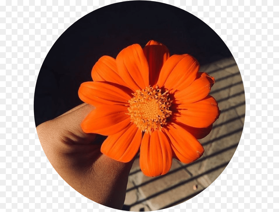Circle Tumblr Background Astethic Kpop Colorful Aesthetic Orange Background, Anemone, Anther, Daisy, Flower Free Png Download