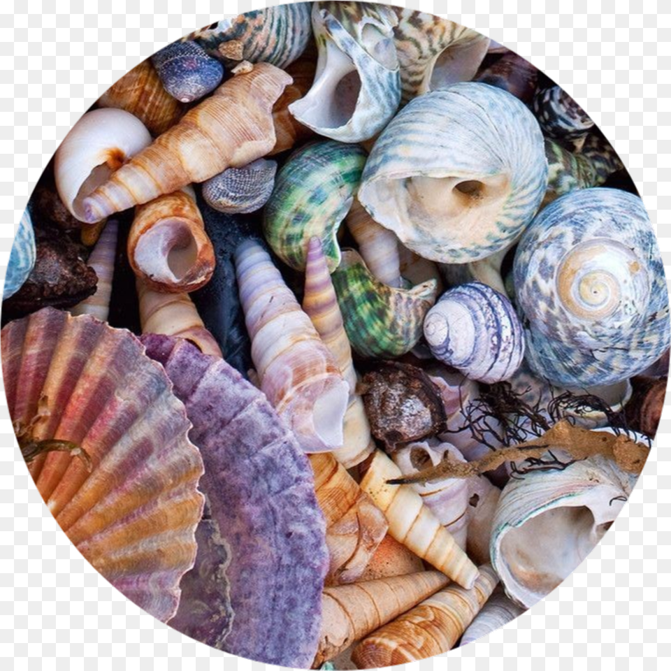 Circle Tumblr Background Astethic Kpop Colorful Shells Aesthetic, Animal, Seafood, Sea Life, Seashell Png