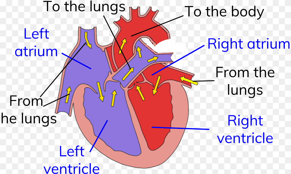 Circuit Heart Diagram For Circulatory System Heart Diagram Circulatory System, Chart, Plot, Dynamite, Weapon Free Png