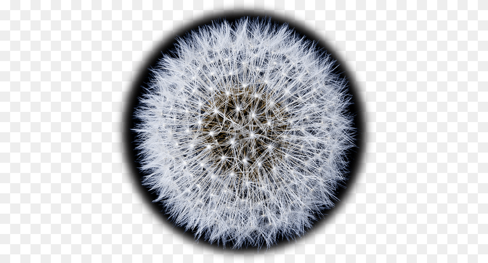 Circular Dandelion1 Zero Repeat Forever Book, Flower, Plant, Dandelion Png