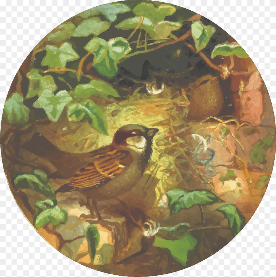 Circular House Sparrow Drawing Clip Arts House Sparrow, Art, Painting, Animal, Bird Png Image