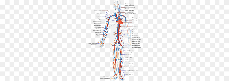 Circulatory Cross, Symbol Png