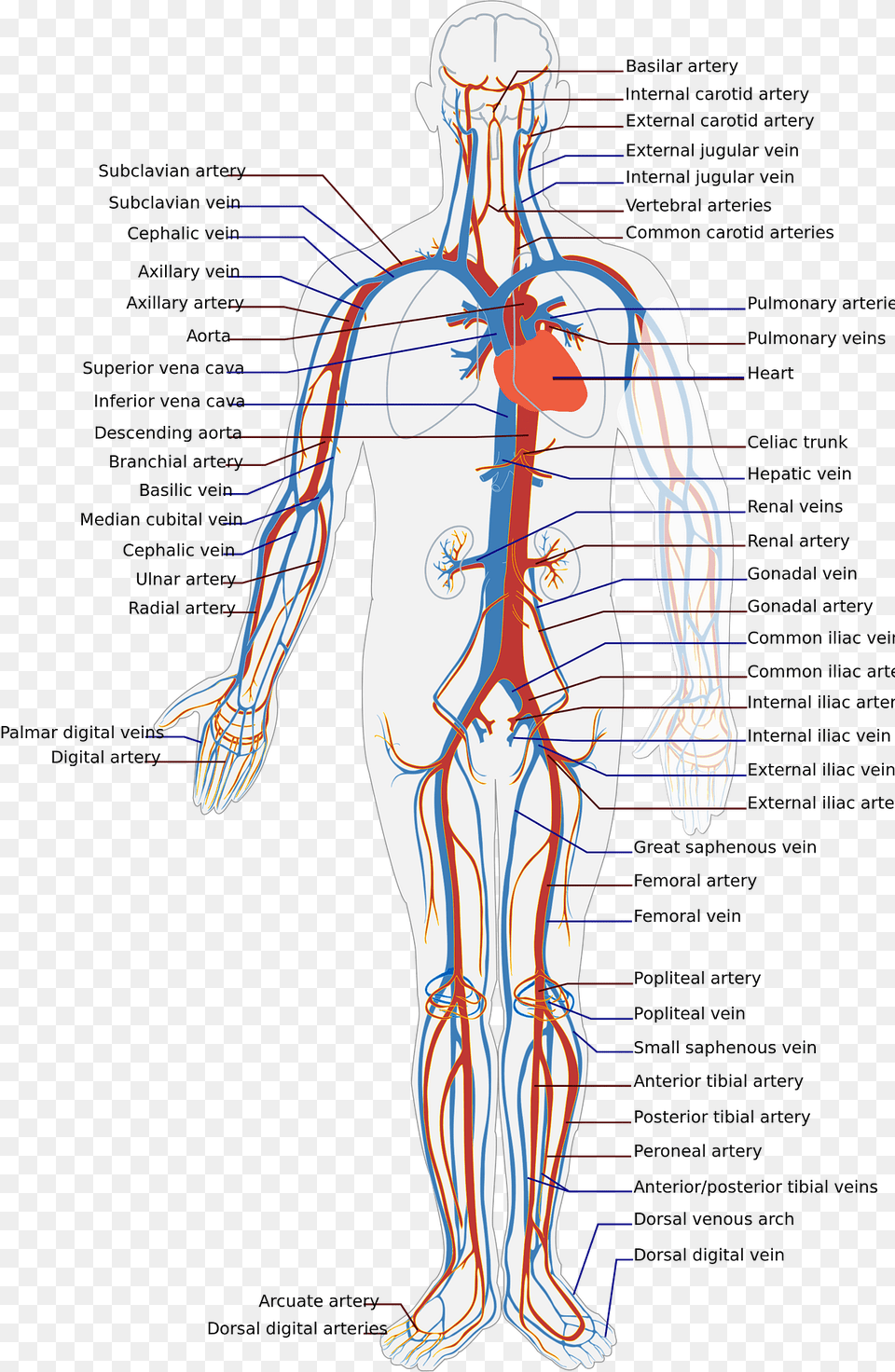 Circulatory Clipart, Chart, Plot, Adult, Male Free Transparent Png