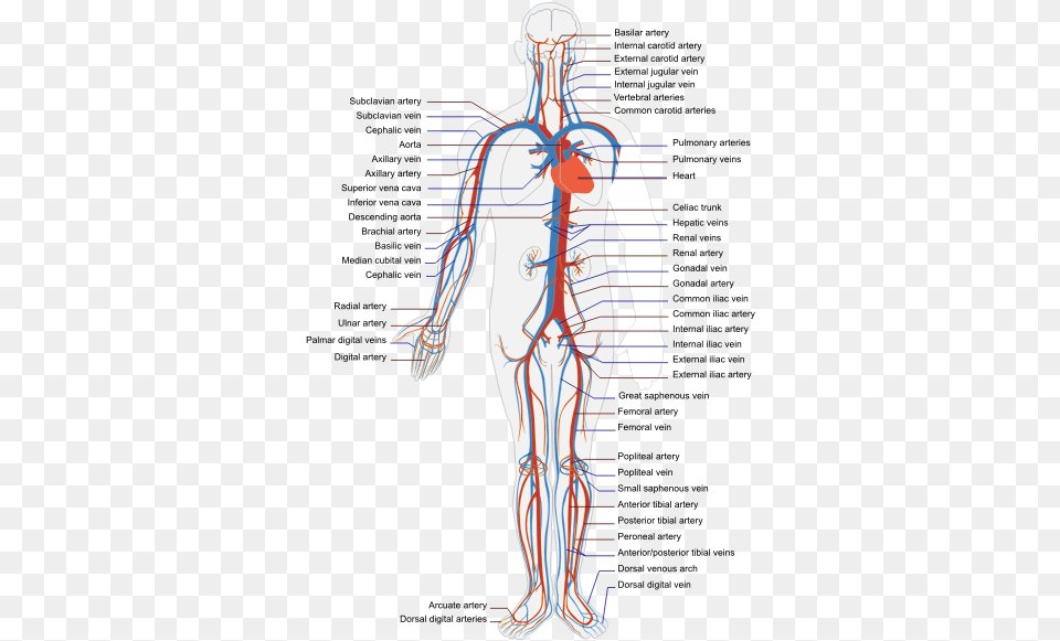 Circulatory Human System Cardiovascular System Diagram Unlabeled, Adult, Male, Man, Person Free Png Download