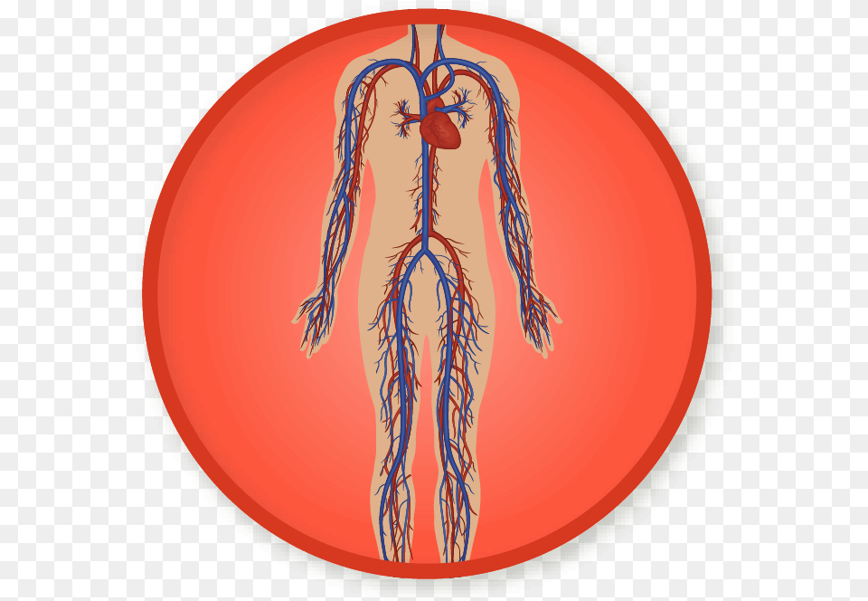 Circulatory System Circulatory System, Adult, Female, Person, Skin Free Png Download