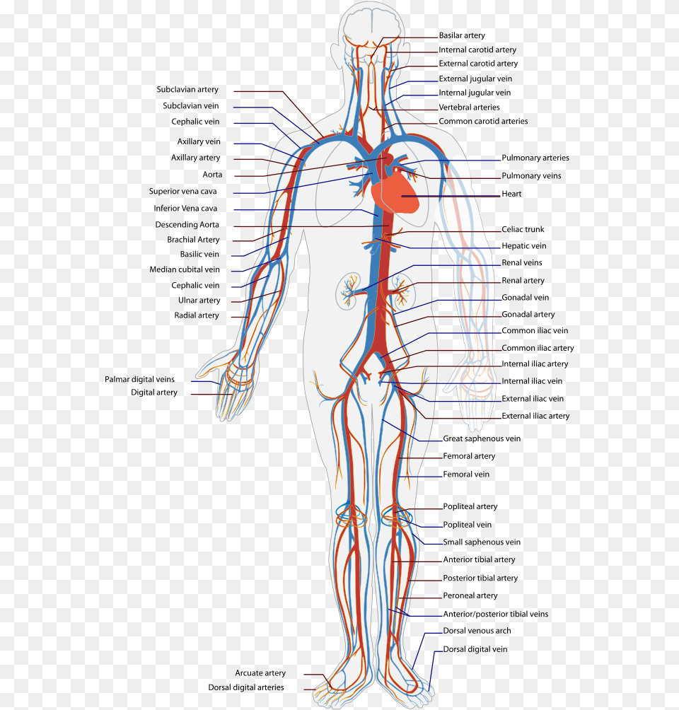 Circulatory System Diagram, Adult, Male, Man, Person Free Png Download