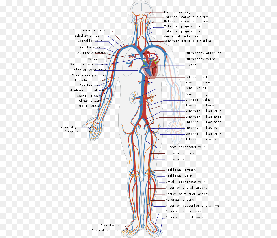 Circulatory System En Circulatory System Diagram, Adult, Male, Man, Person Png