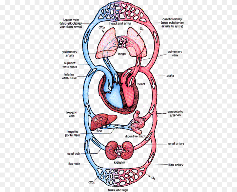 Circulatory System In Man, Body Part, Stomach Png