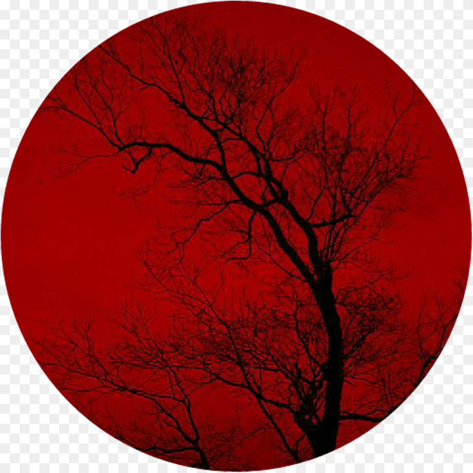 Circulo Rojo Circle, Tree, Nature, Night, Outdoors Free Transparent Png